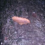 Pradosia ptychandra Bark
