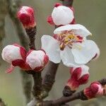 Prunus armeniaca Flower