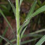 Liatris squarrosa Kaarna