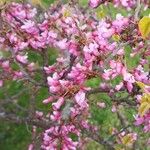 Cercis glabra Blüte