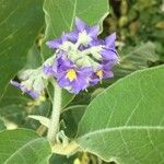 Solanum mauritianum Arall