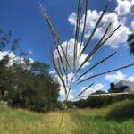 Bothriochloa bladhii Fiore