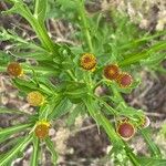 Helenium microcephalum Кветка