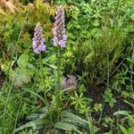 Dactylorhiza maculata Habit