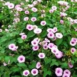 Ipomoea cordatotriloba Other