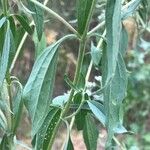 Eupatorium serotinum 葉