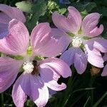 Alcea pallida Flower