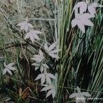 Caladenia catenata Hábito