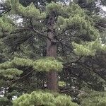 Pinus peuce Хабит