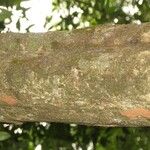 Pradosia ptychandra Bark