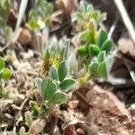 Medicago minima 葉