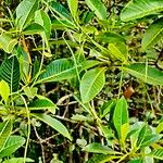 Alstonia costata Hoja