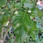 Gardenia cornuta Leaf