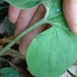 Asarum canadense چھال