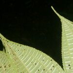 Conostegia bracteata ഇല