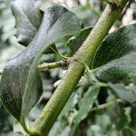 Garrya elliptica Bark