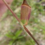 Eragrostis tenella Leaf