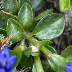 Polygala alpestris Blatt