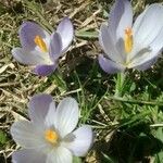 Crocus corsicus Flower