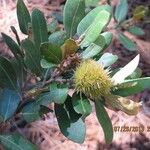 Chrysolepis sempervirens Fruit