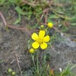 Ranunculus flammula Fula