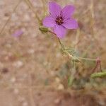 Erodium glaucophyllum ᱵᱟᱦᱟ