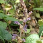 Orobanche nana Anders