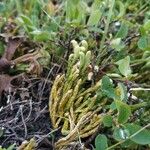 Lycopodium alpinum Blad