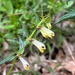 Melampyrum pratenseFlower