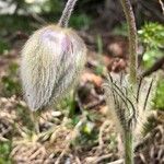 Anemone vernalis Fiore