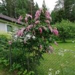 Syringa josikaea Flower