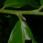 Adelia triloba Bark