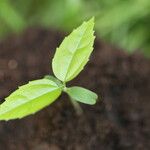 Celtis prantlii Hoja
