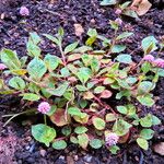 Persicaria nepalensis പുഷ്പം