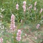 Persicaria maculosaBlomst