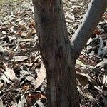 Acacia cowleana Bark