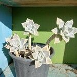 Graptopetalum superbum പുഷ്പം