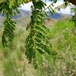 Albizia harveyi Лист