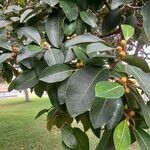 Ficus rubiginosa Blad