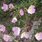 Oenothera speciosa Habitatea