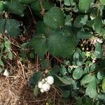 Symphoricarpos albusFruto