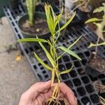 Euthamia occidentalis Hoja