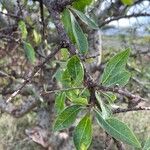 Commiphora madagascariensis Лист