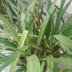 Cymbidium devonianum পাতা