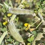 Cytisus lanigerus Vaisius