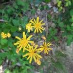 Hieracium murorumЦветок