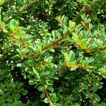Cotoneaster microphyllus পাতা