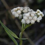 Baccharis douglasii ᱡᱚ