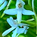 Platanthera bifolia Flower