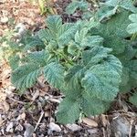 Rubus canescens 葉